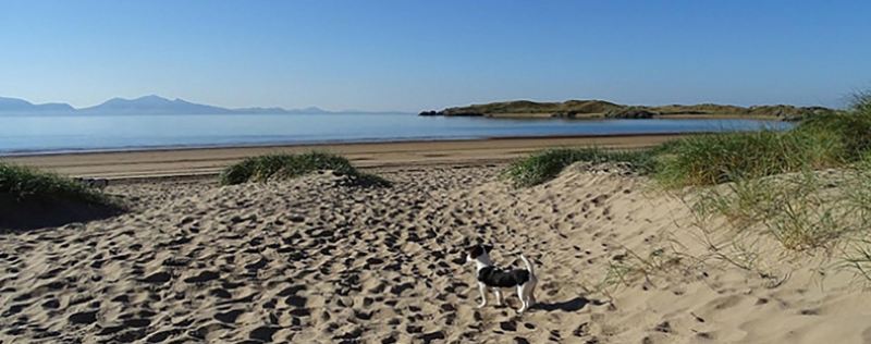 Dog Friendly Beaches East Coast Uk