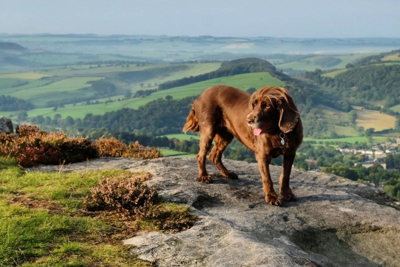 Dog Friendly Cabin Yorkshire