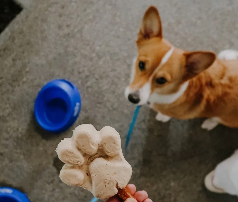 Dog Friendly Cafe Near Me Now