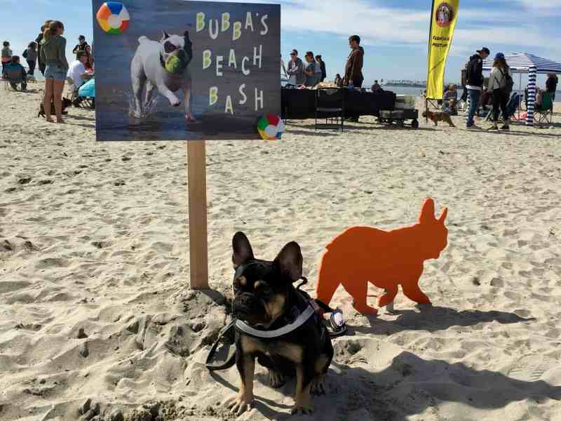 Dog Friendly Day Trips From San Diego