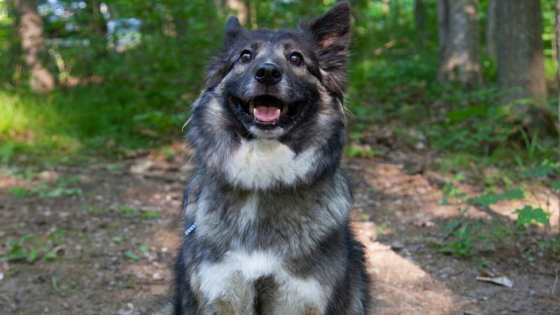 Dog-friendly Day Trips Ontario