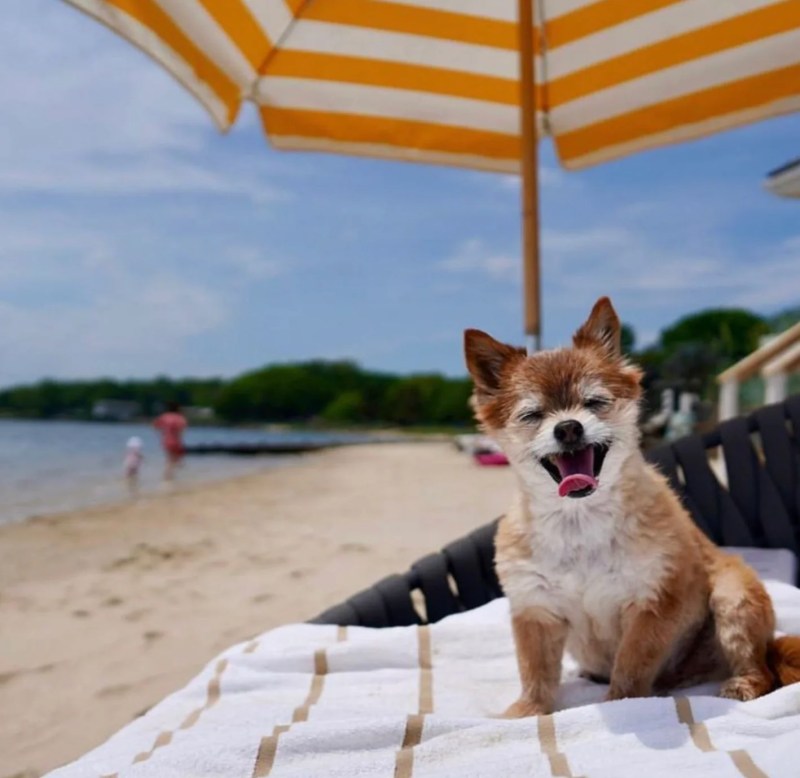 Dog Friendly Getaways Near Dc