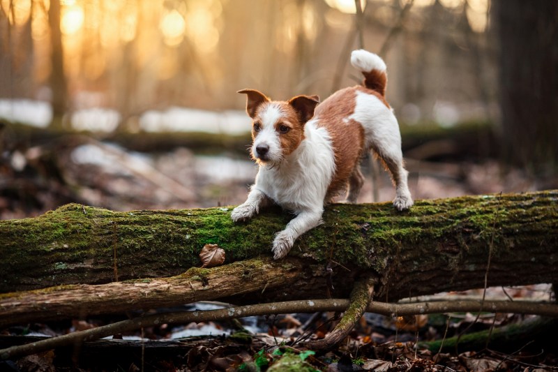 Dog Friendly Holidays Keswick