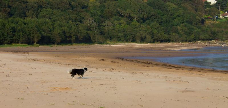 Dog Friendly Holidays Uk