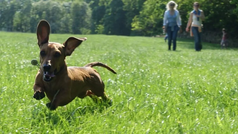 Dog Friendly Holidays Yorkshire Dales