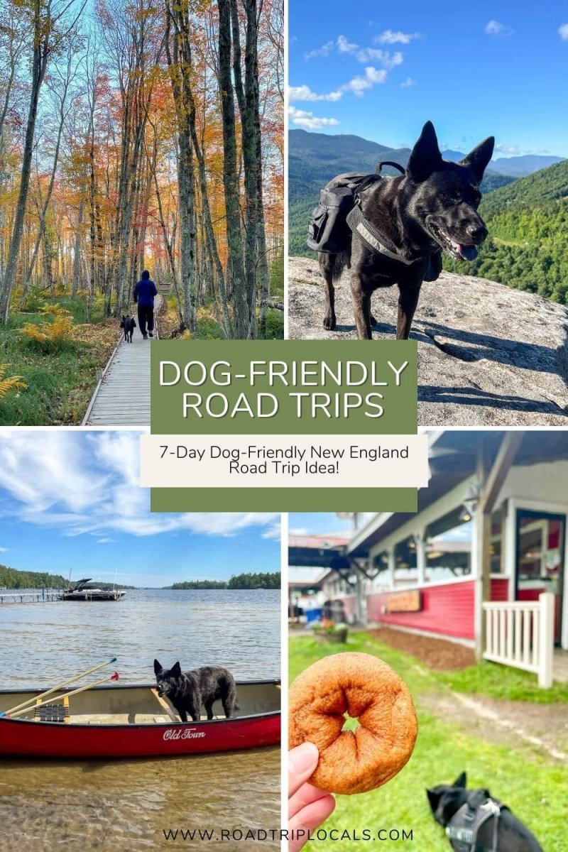 Dog Friendly Places To Vacation Near Me