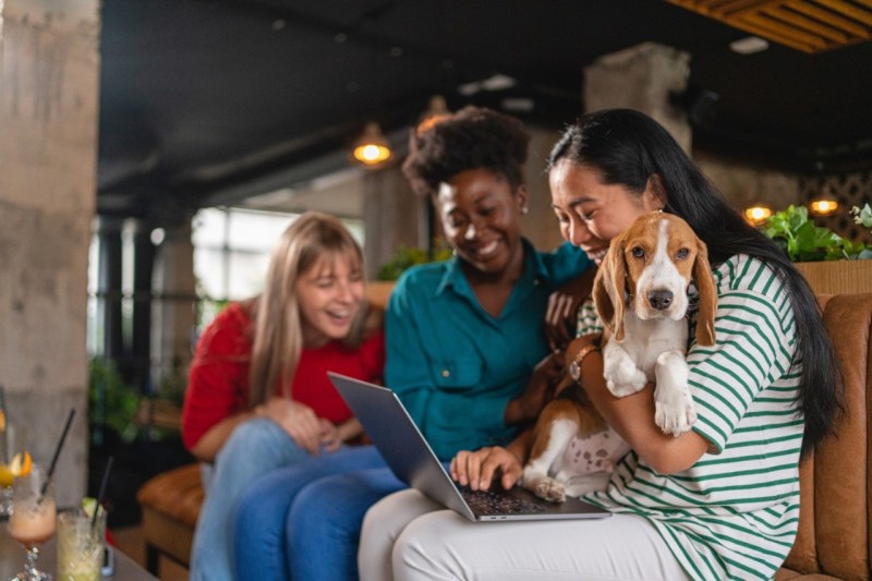 Dog Friendly Pubs Near Me Now