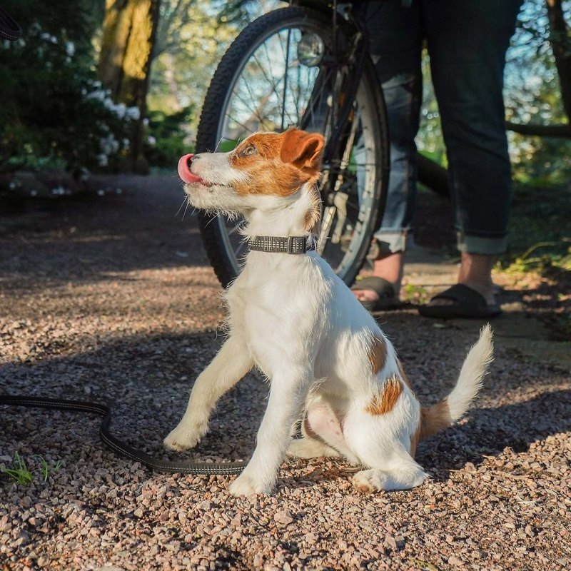 Dog Friendly Restaurants Near Me Inside