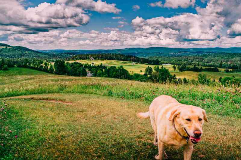 Dog Friendly Vacation Ideas East Coast