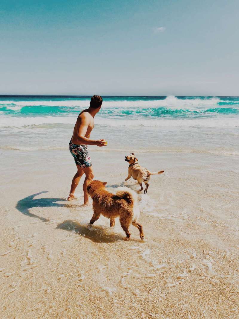 Dog Friendly Vacation Rentals