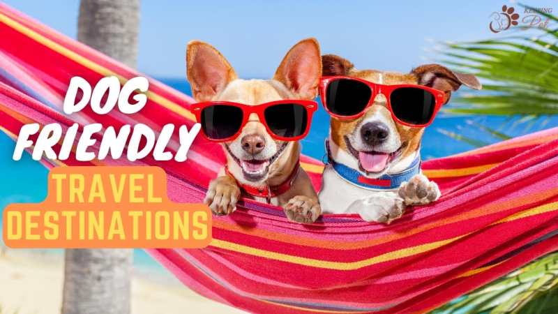 Dog Friendly Vacation Spots East Coast