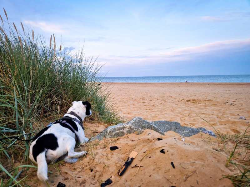 Dog Friendly Vacations East Coast