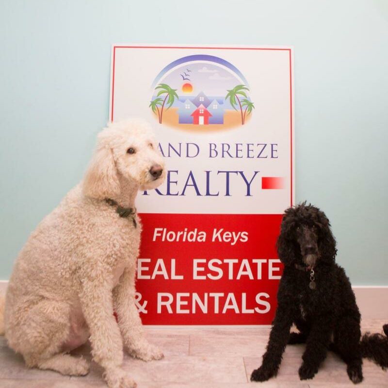 Dog Friendly Vacations Florida