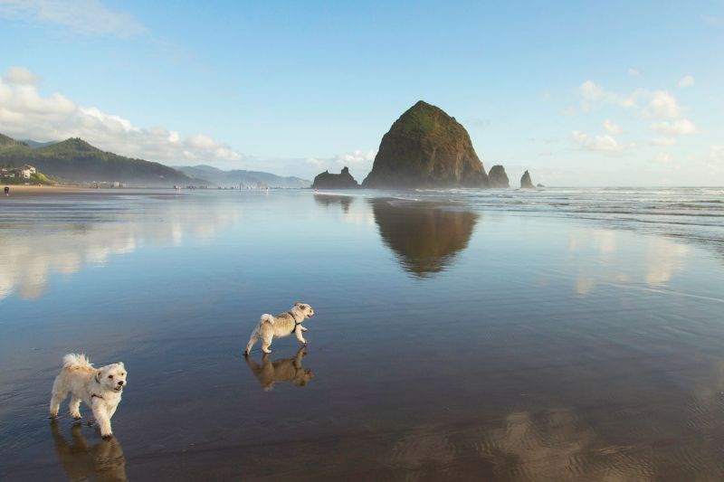 Dog Friendly Vacations In October