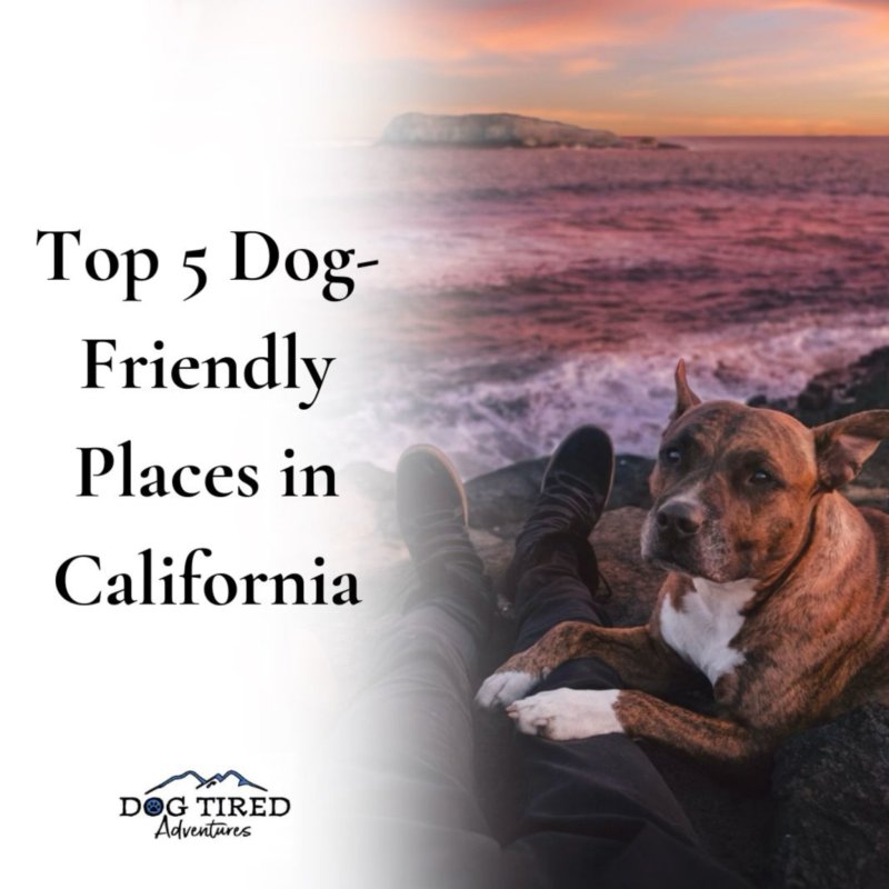 Dog-friendly Vacations In Southern California