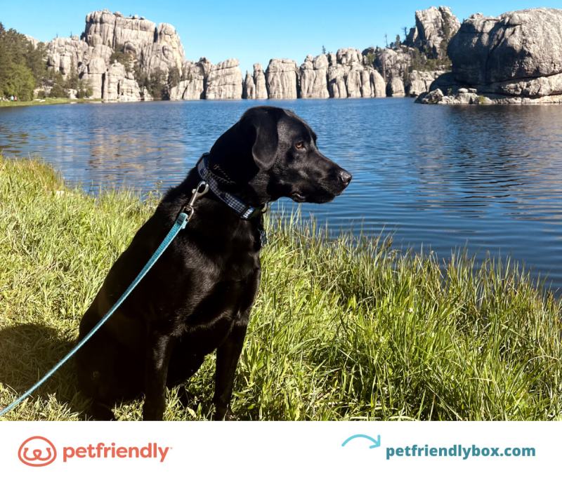 Dog Friendly Vacations In Wisconsin