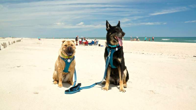 Dog Friendly Vacations Maryland