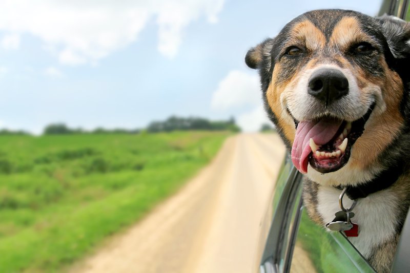 Dog Friendly Vacations Near Ohio