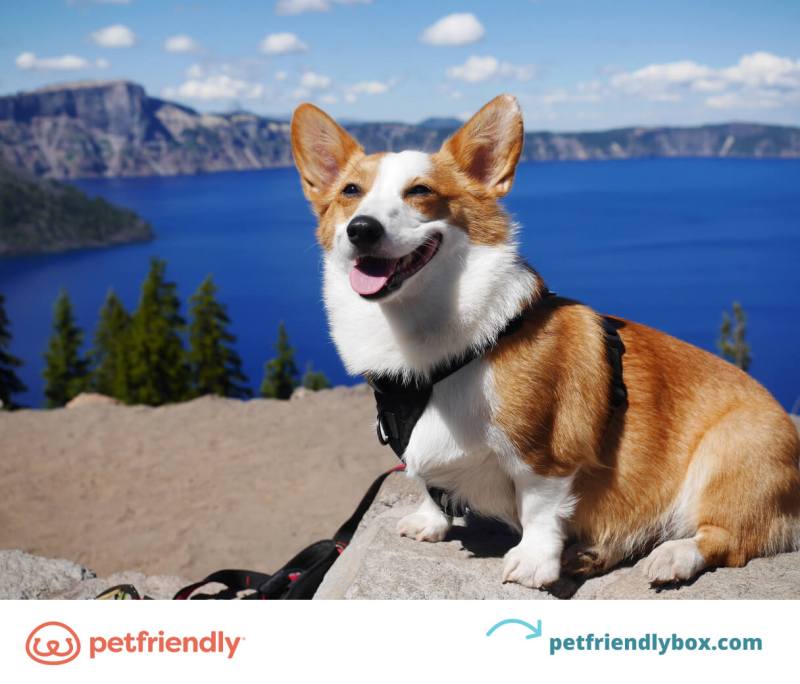 Dog Friendly Vacations Oregon