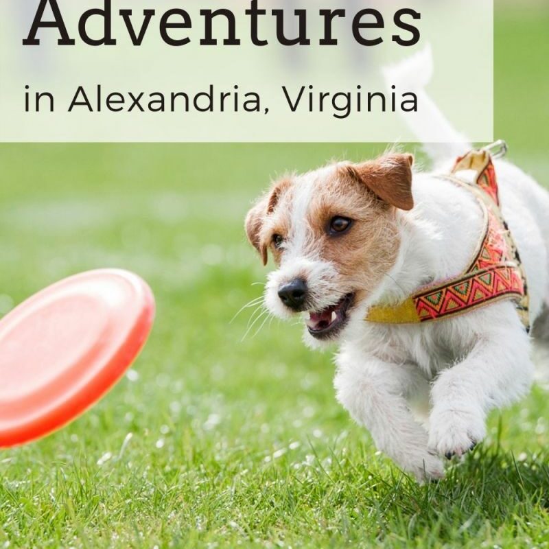 Dog Friendly Vacations Virginia