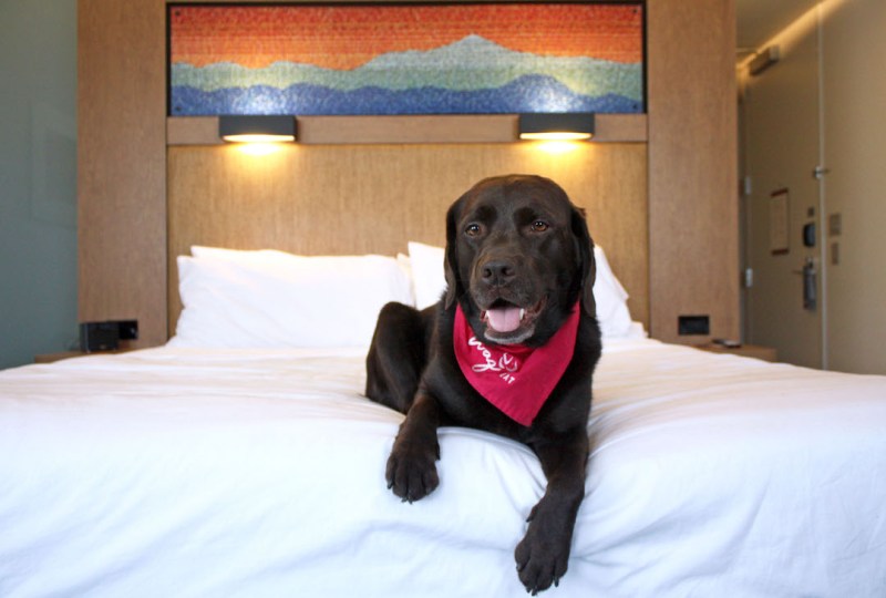 Pet Friendly Lodging Asheville Nc