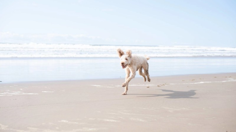 Pet Friendly Vacation Spots Near Me