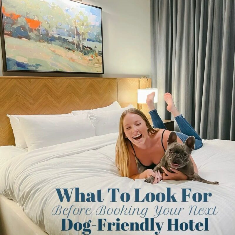 Places To Stay Near Me Dog Friendly