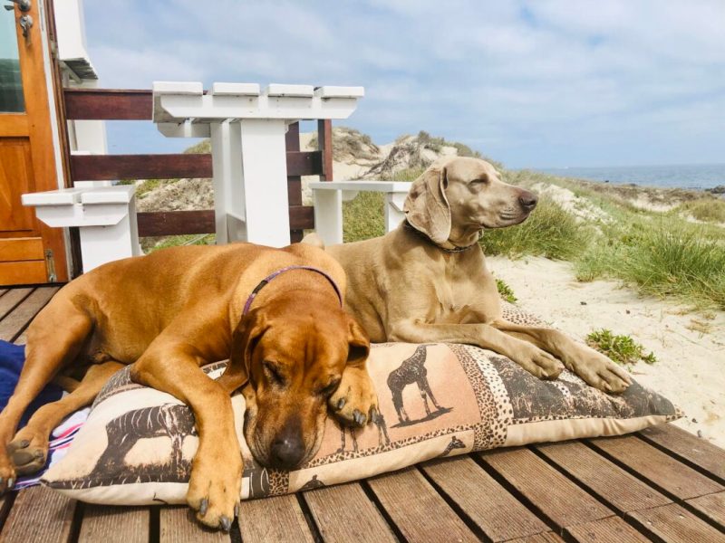 Vacation Spots With Dogs Near Me