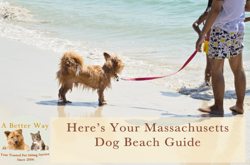 Vacation With Your Dog East Coast