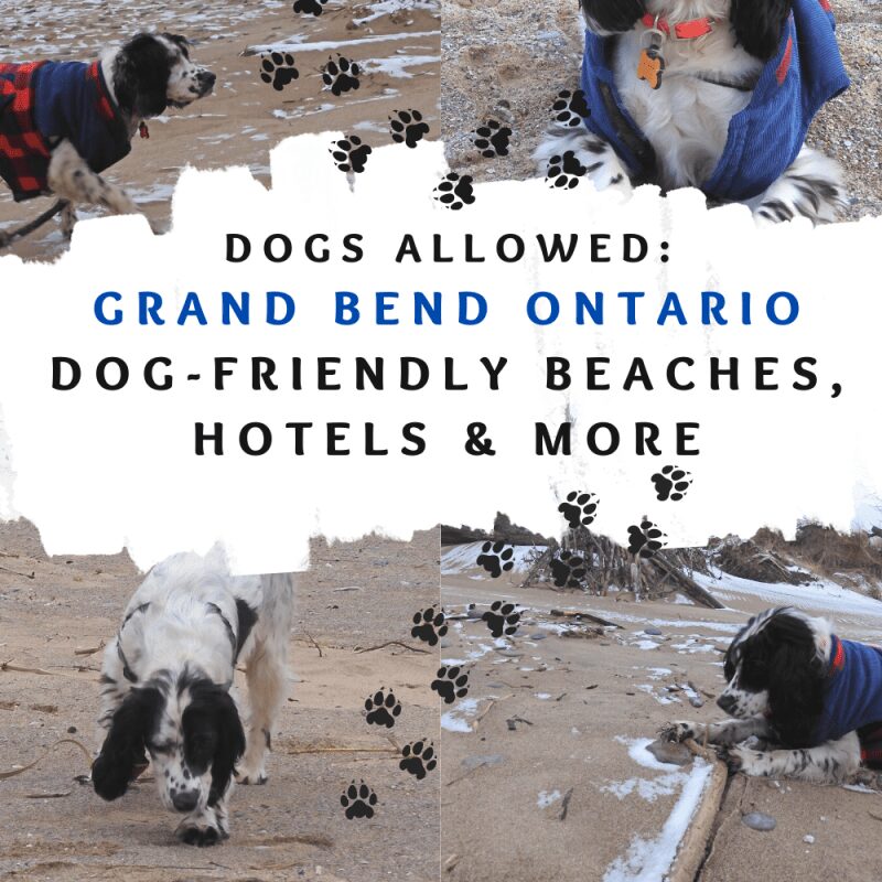 Vacation With Your Dog Ontario