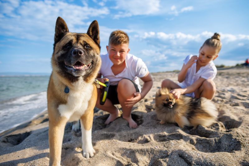 Vacations For Dogs And Their Owners