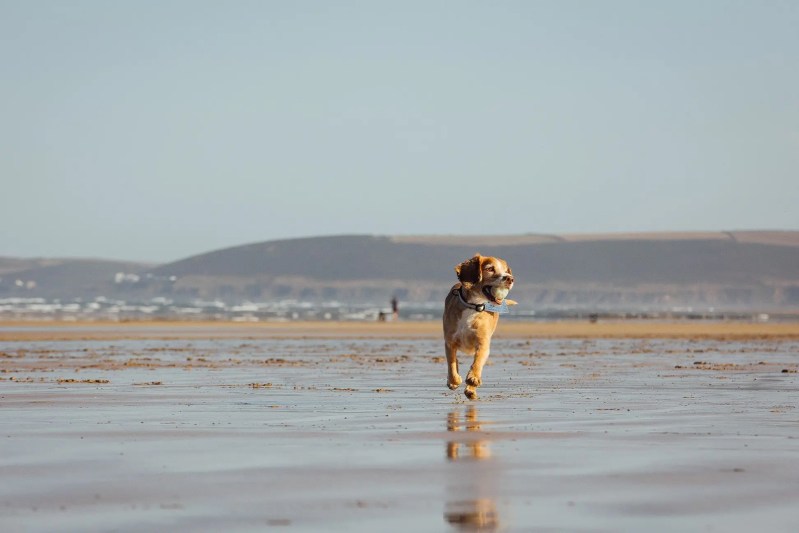 Best Dog Friendly Beaches Anglesey