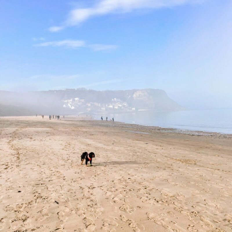 Best Dog Friendly Beaches Near Looe