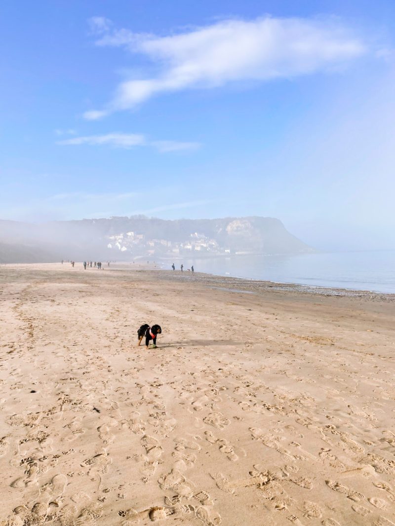 Best Dog Friendly Beaches Near Looe