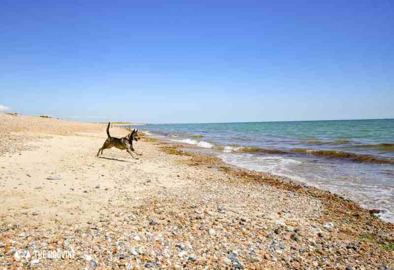 Best Dog Friendly Beaches On The East Coast