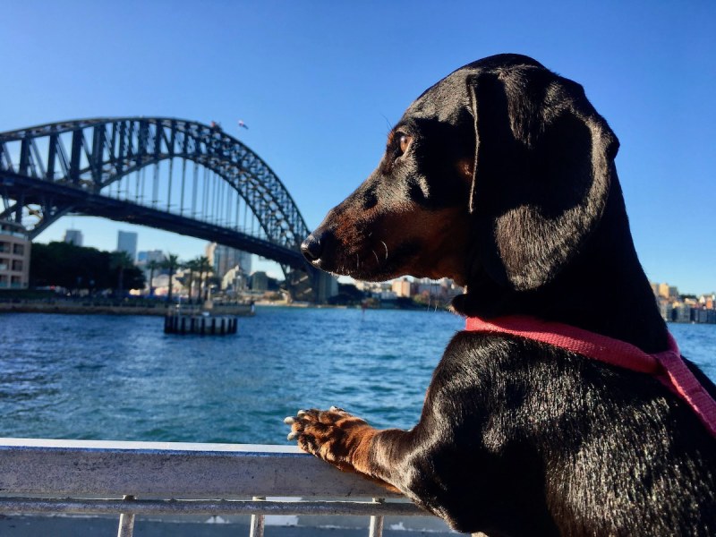 Best Dog Friendly Cafes Sydney