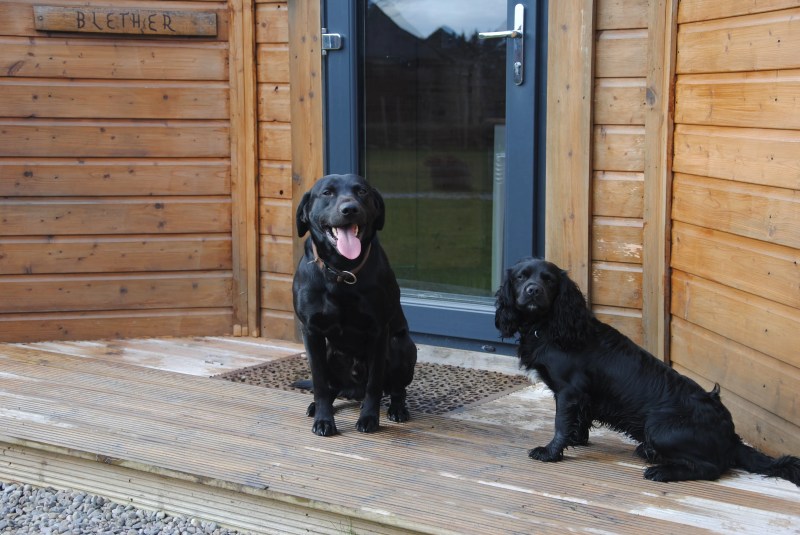 Best Dog Friendly Glamping Uk