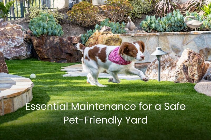 Best Dog Friendly Grass