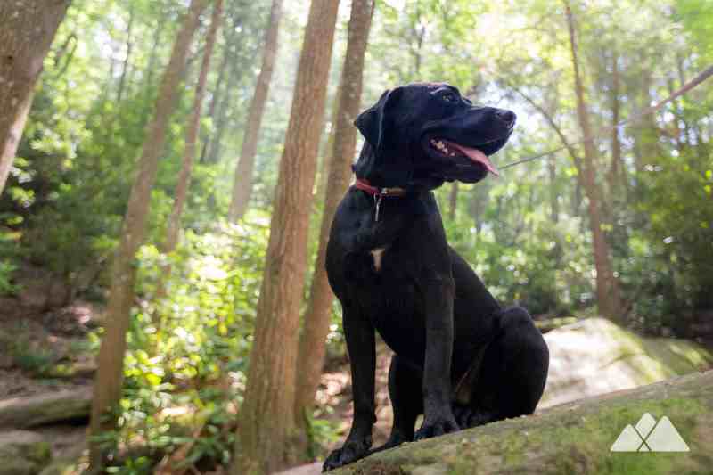 Best Dog Friendly Hikes