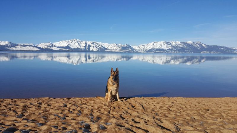 Best Dog Friendly Lakes Near Me