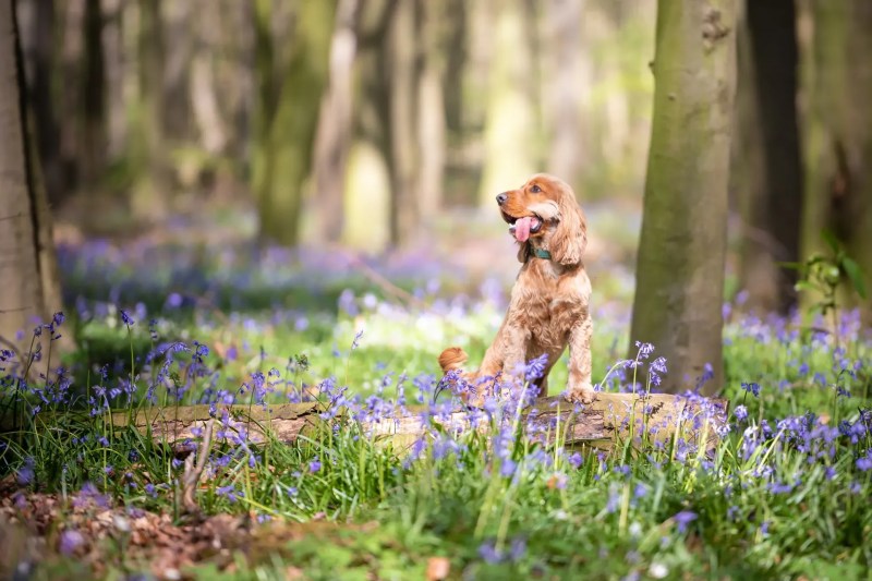 Best Dog Friendly Places Uk