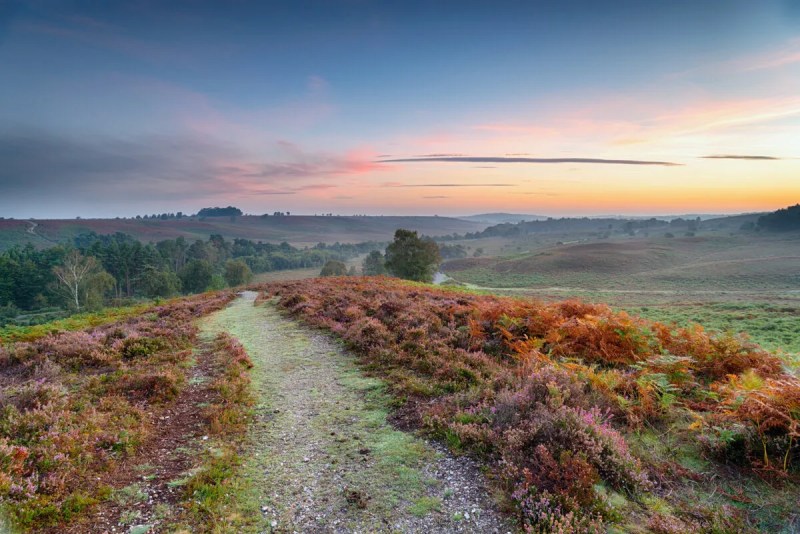 Best Dog Friendly Pubs New Forest