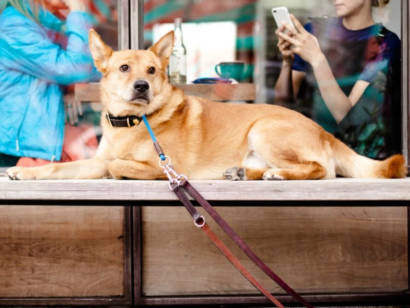 Best Dog Friendly Pubs Sydney