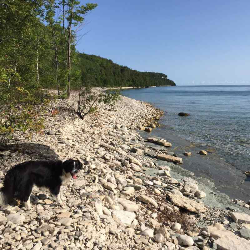 Best Dog Friendly Resorts Ontario