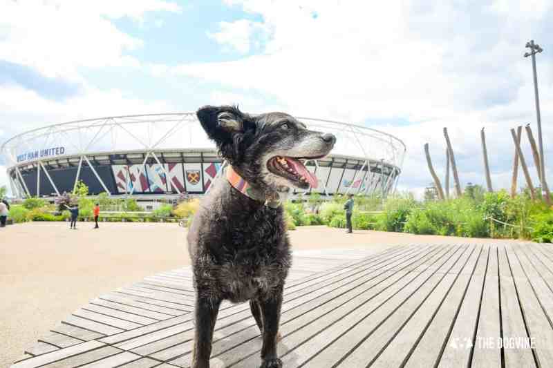 Best Dog Friendly Things To Do In London