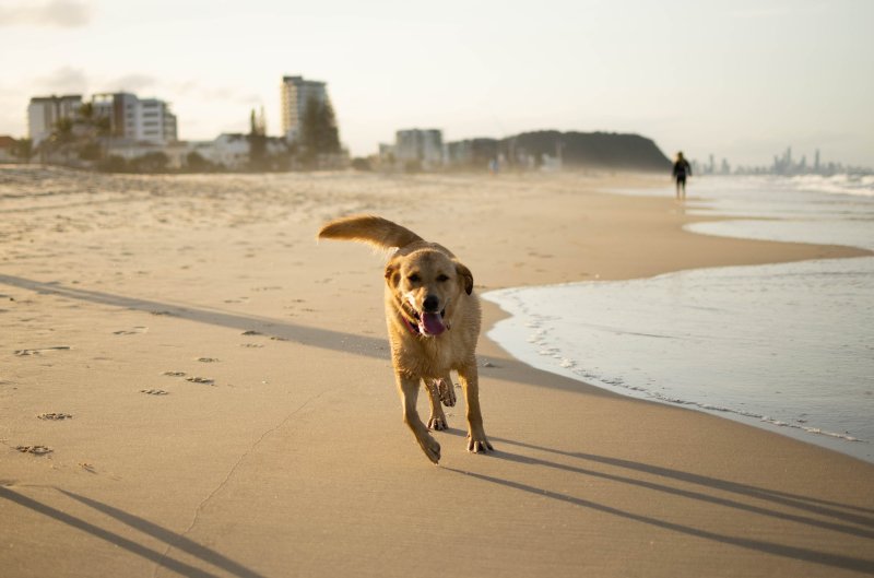 Best Dog Friendly Things To Do Near Me