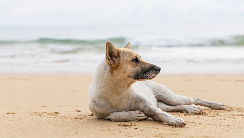 Best Dog Friendly Vacations West Coast