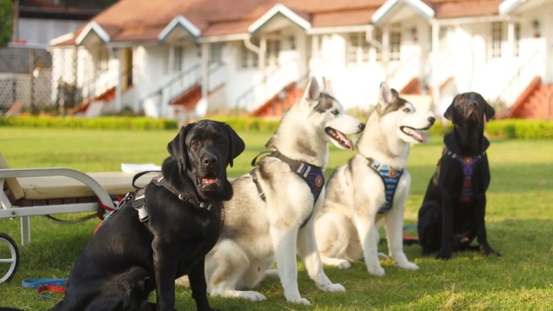 Best Dog Vacations