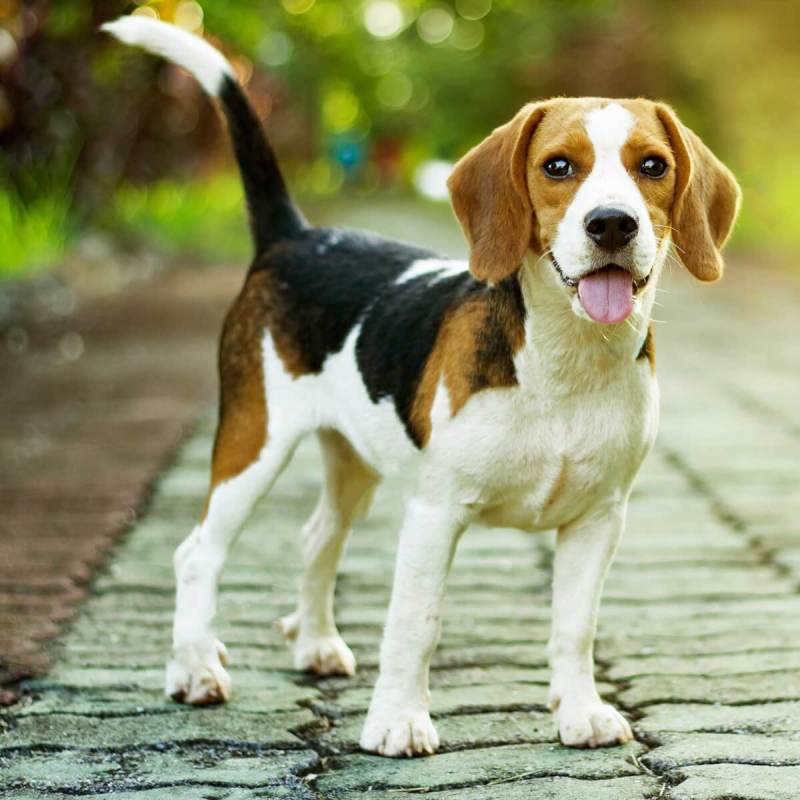 Best Friendly Dog Breeds In India