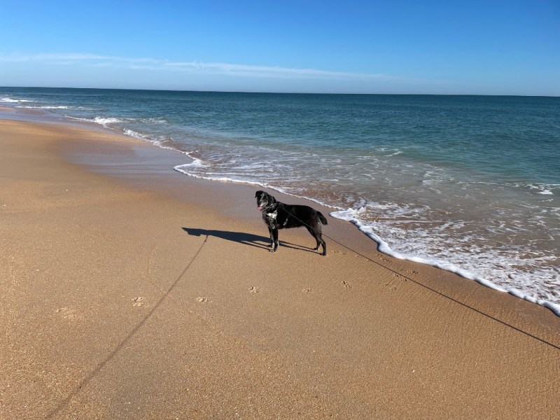 Dog Friendly Beaches On East Coast Of Florida